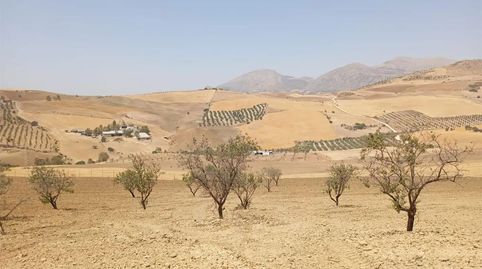 Foto 4 de Finca rústica en venda a Calle Infante Don Fernando, 1, Casco Histórico, Antequera