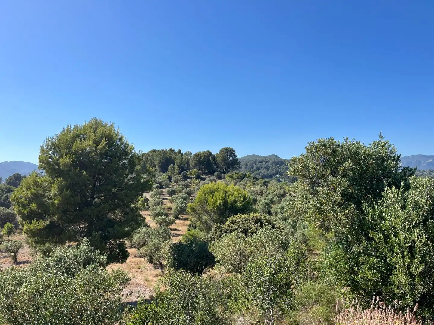 Rural land for sale in Carrer dels Jocs Olímpics 1, imagen 16