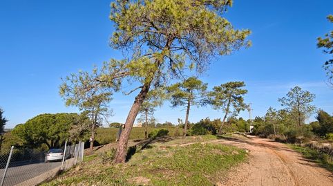 La Serenidad tiene nombre: exclusivo suelo urbano en Los Pinares de Lepe., immagine 5