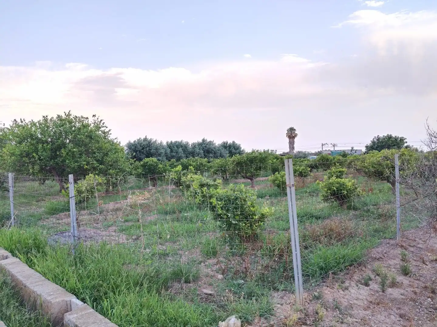 Terreno rústico en venta en Moncada, imagen 5