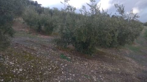 OLIVAR EN VENTA, imagen 4