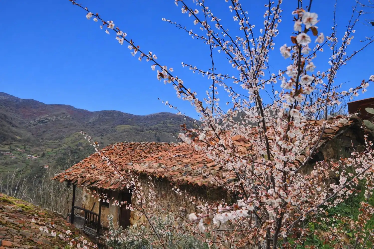 Vista exterior de Casa o chalet en venta en Proaza con Piscina
