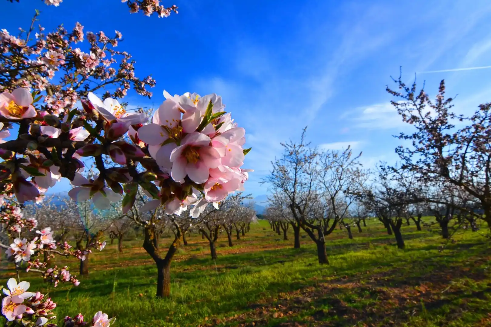 Rural land for sale in Gandesa, imagen 41