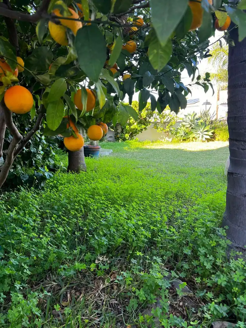 Jardí de Casa o xalet en venda en Vélez-Málaga amb Terrassa, Traster i Alarma