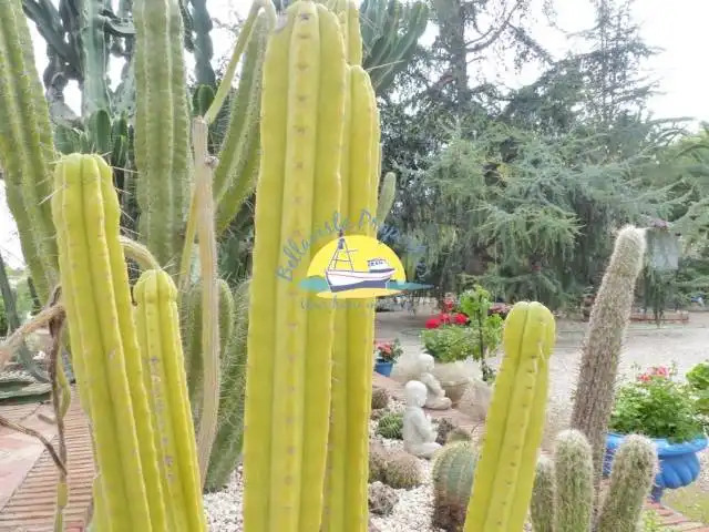 Jardín de Casa o chalet en venta en Totana con Aire acondicionado, Jardín privado y Terraza