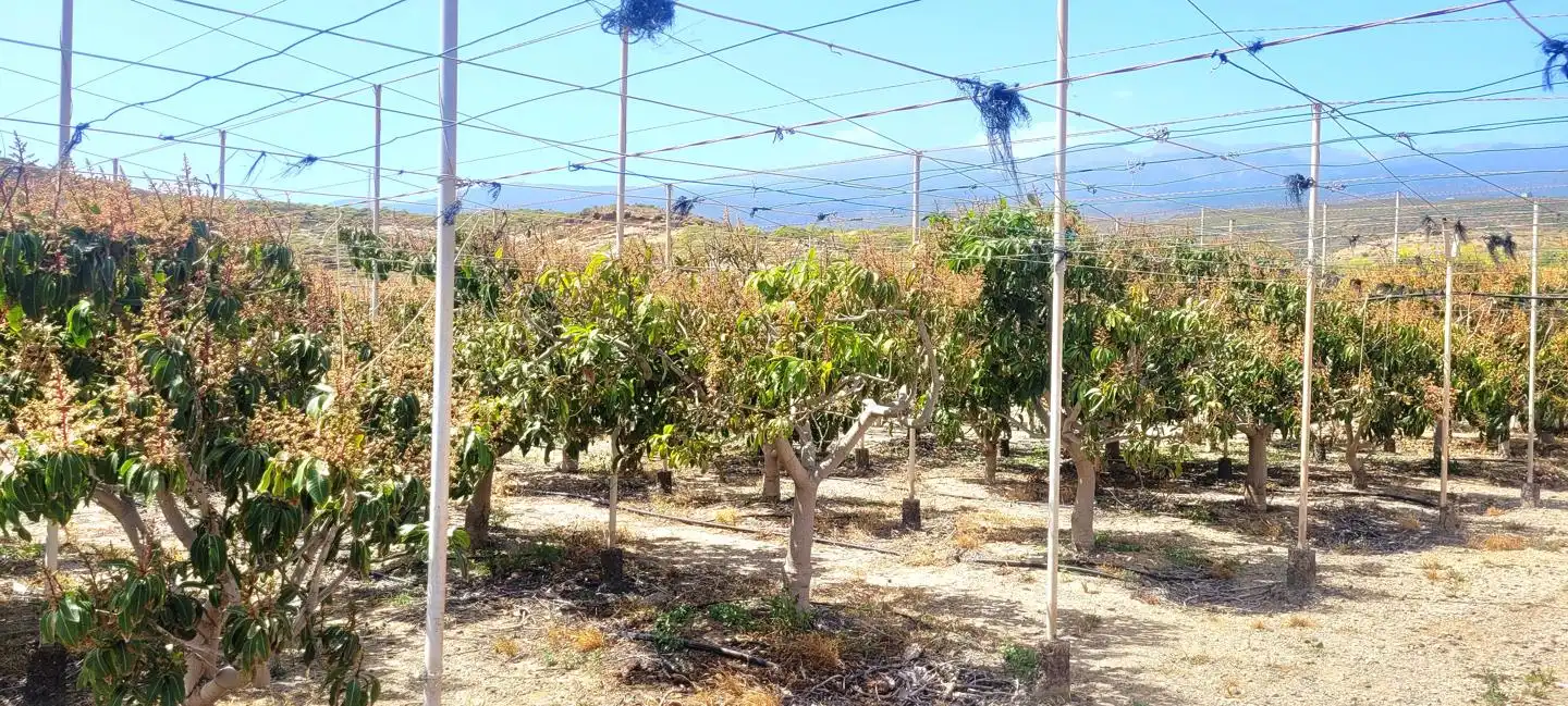 Terreno rustico in vendita a Arico, imagen 14