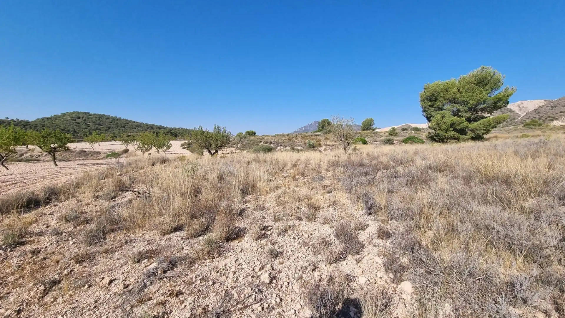 Lands and plots for sale in Abanilla, imagen 2