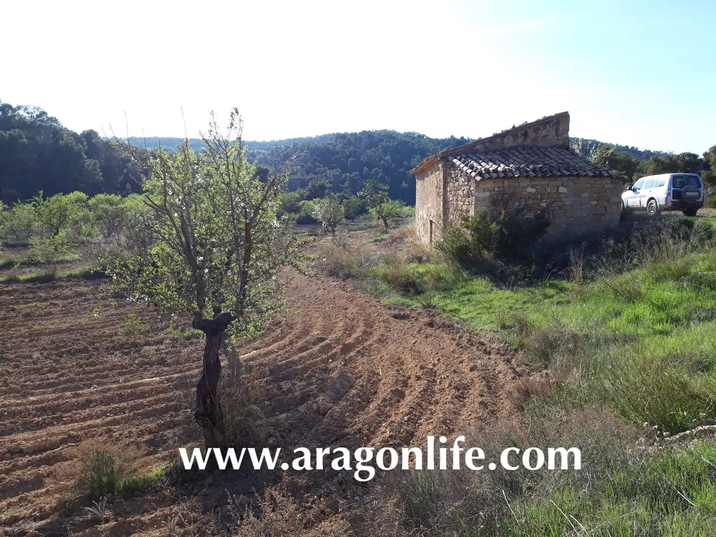 Terreni e lotti in vendita a Maella
