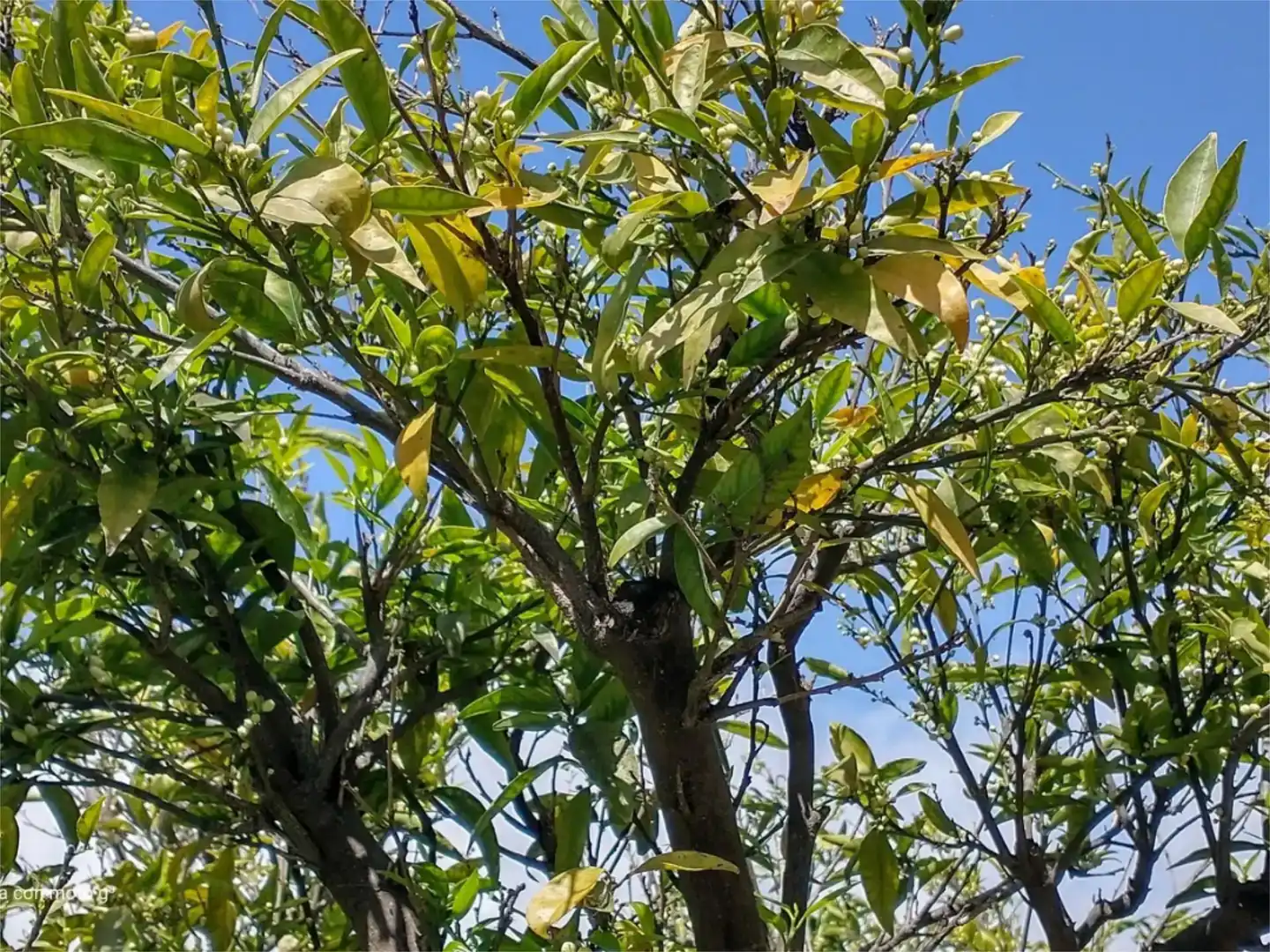 Jardí de Casa o xalet en venda en Marbella amb Aire condicionat, Piscina i Balcó