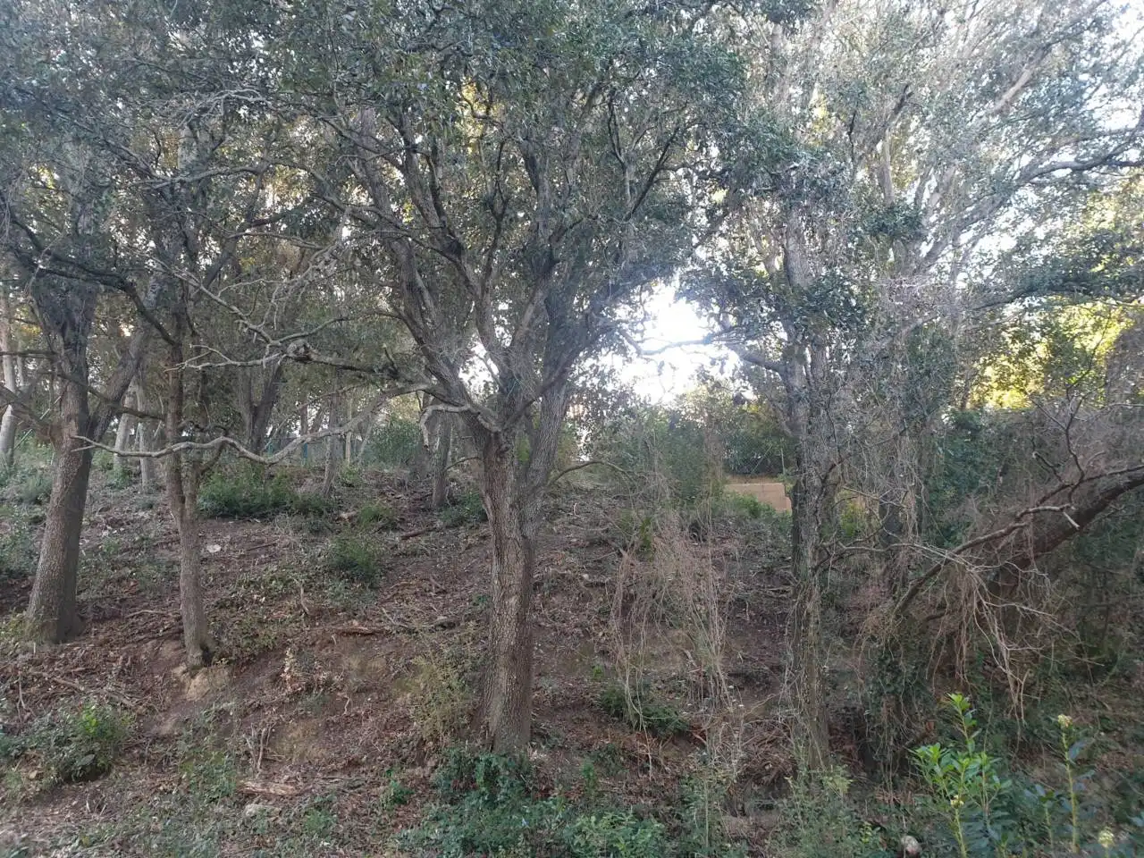 Rural land for sale in Mercuri 5, imagen 5