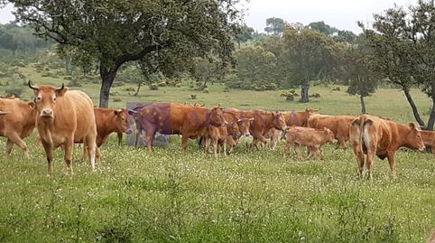Foto 5 de Casa o chalet en venta en Diseminados Callejones, Pedanías de Badajoz, Badajoz Capital