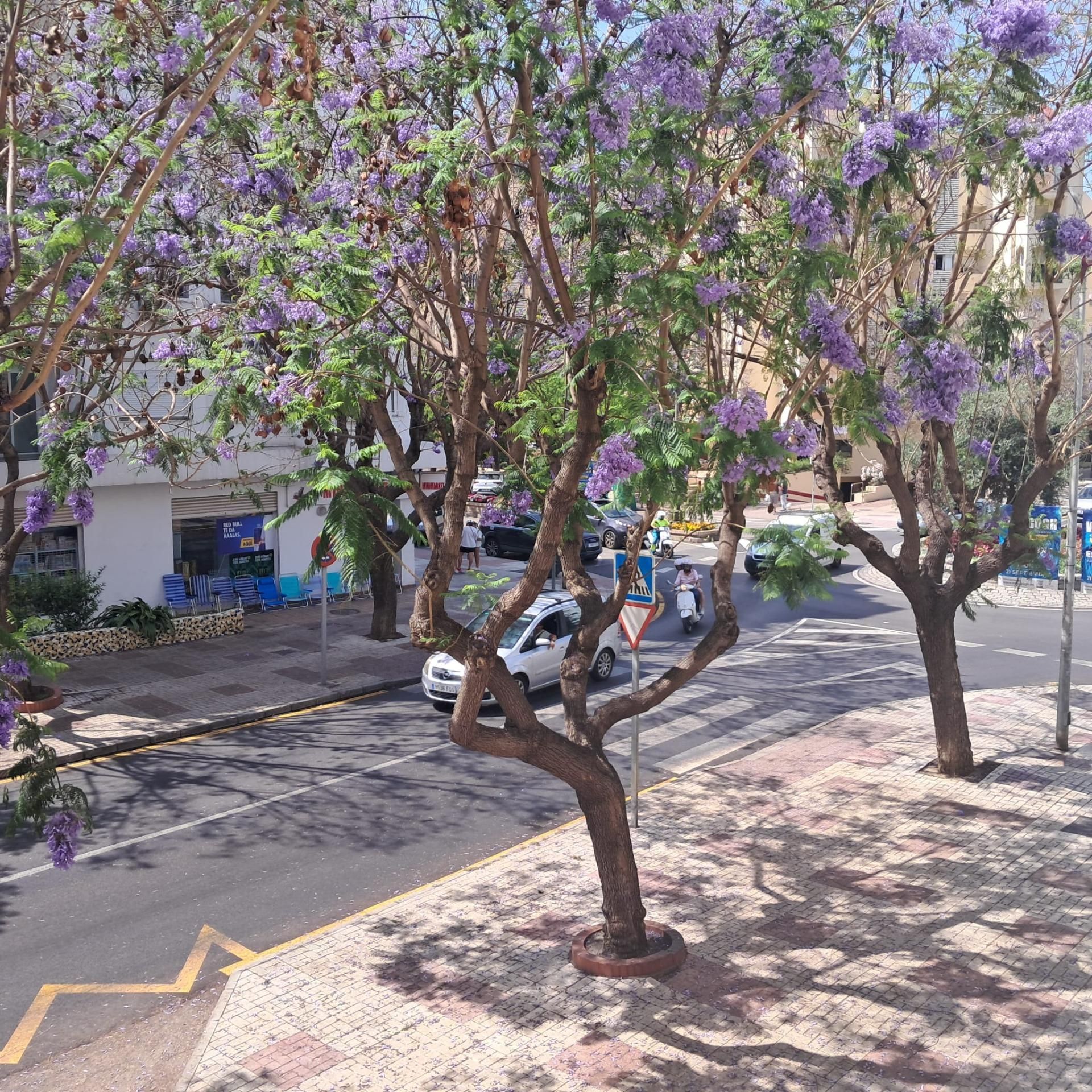 Office to rent in Avenida ANDALUCIA, Zona Calvario, Estepona Pueblo, Estepona