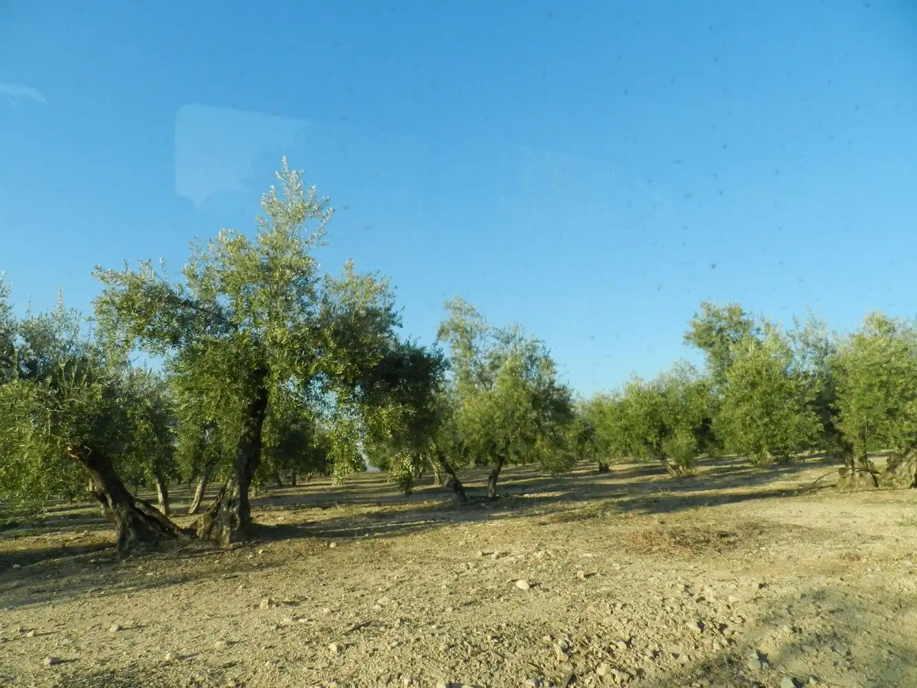 Terreni e lotti in vendita a Villanueva de la Reina, imagen 3