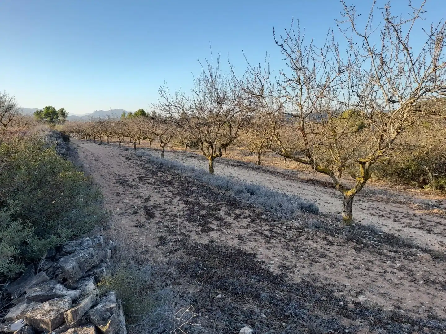 Terreno rústico en venta en Corbera d'Ebre, imagen 24