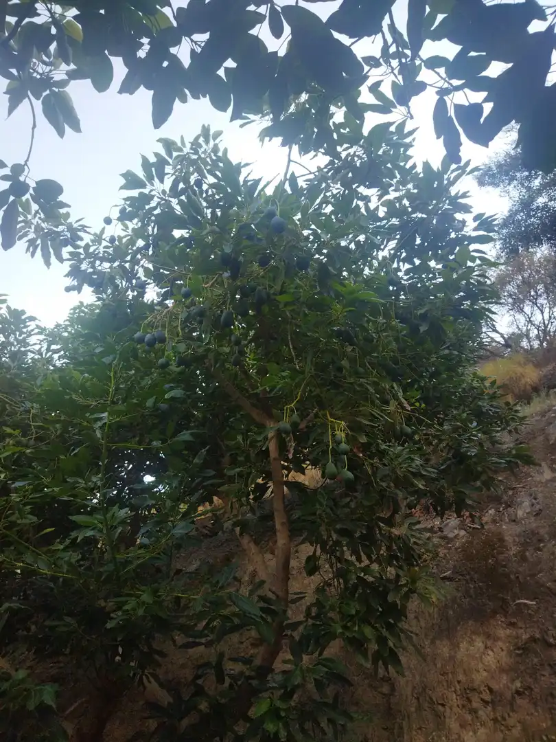 Jardí de Finca rústica en venda en Almuñécar amb Jardí privat, Terrassa i Piscina
