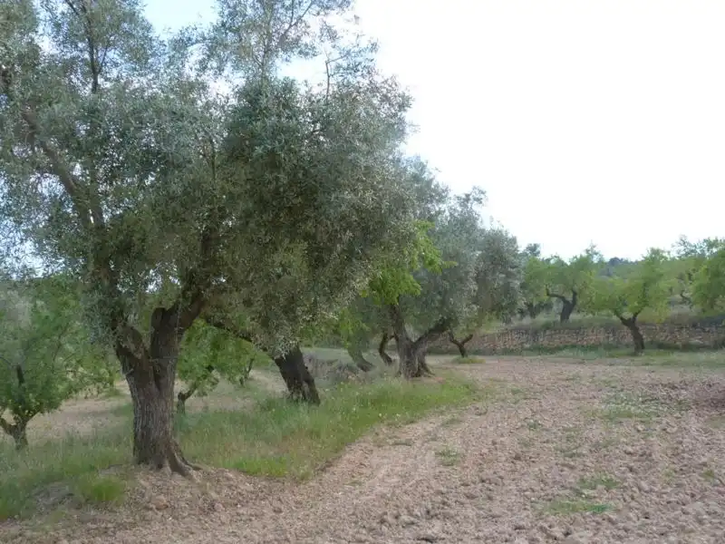 Country homes for sale in Valjunquera