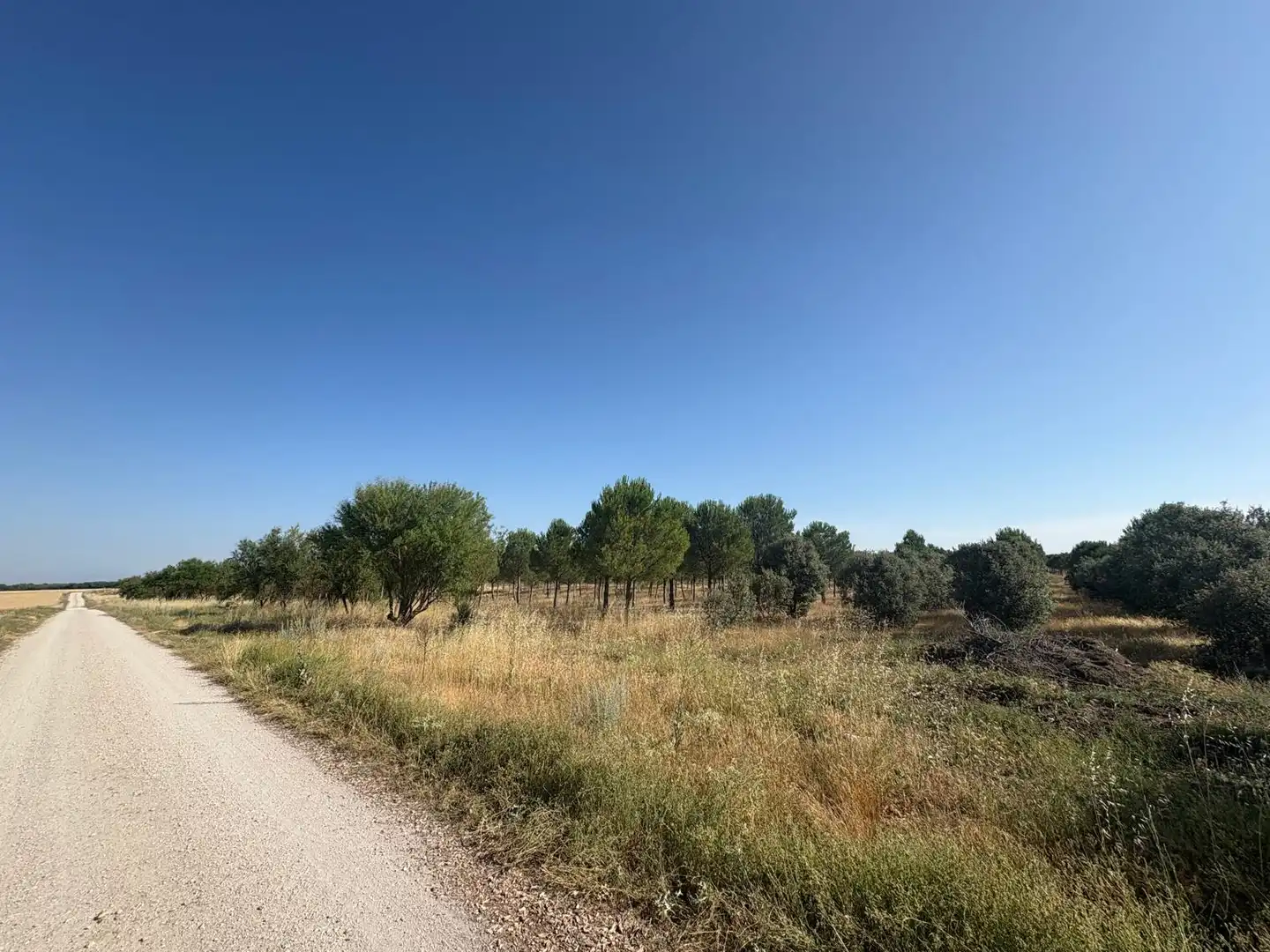Terreno en venta en Cogeces del Monte
