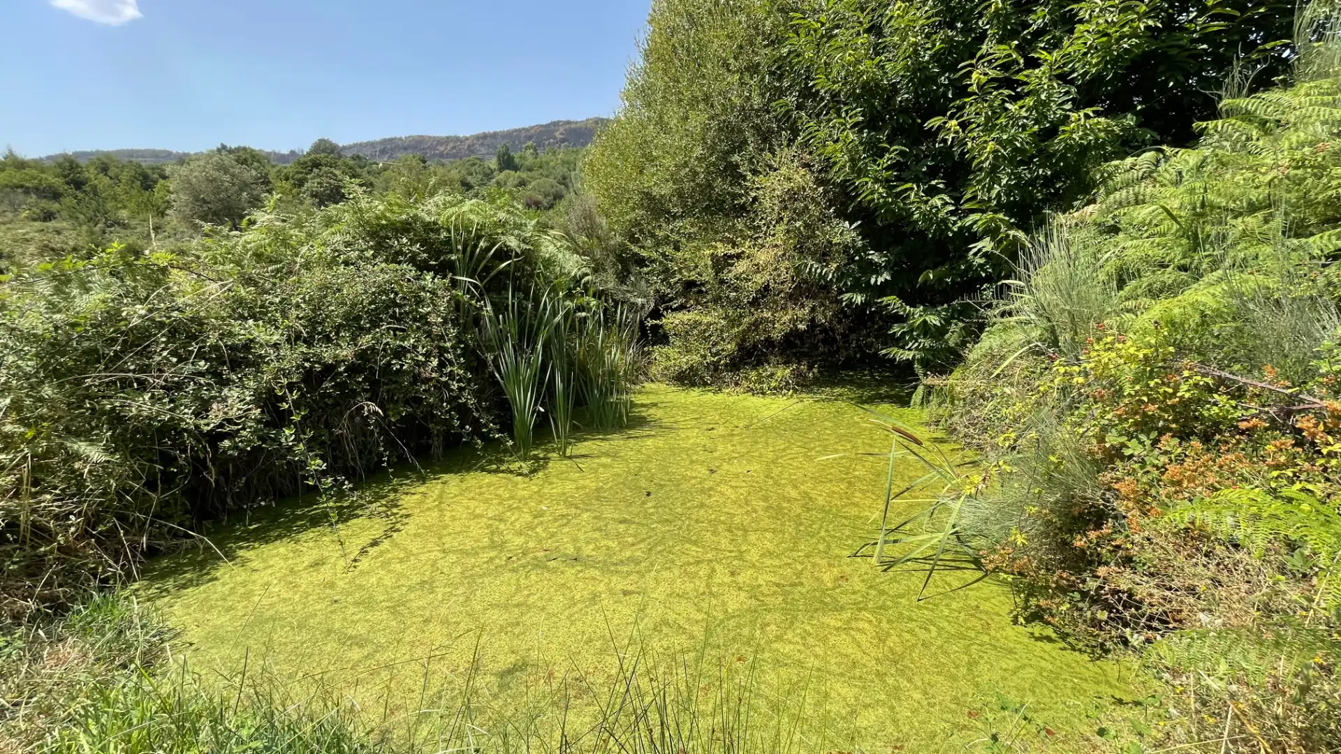 Garten von Grundstücke zum Verkauf in El Arenal 