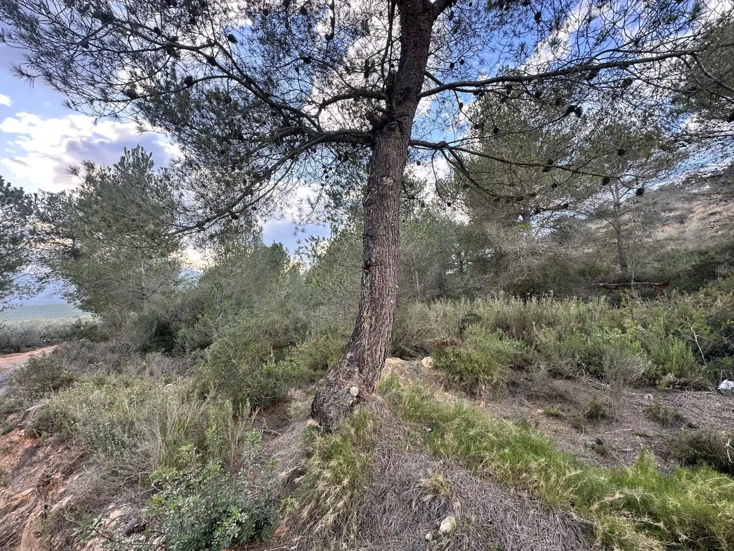 Terrenos y solares en venta en Alfara de la Baronia, imagen 13