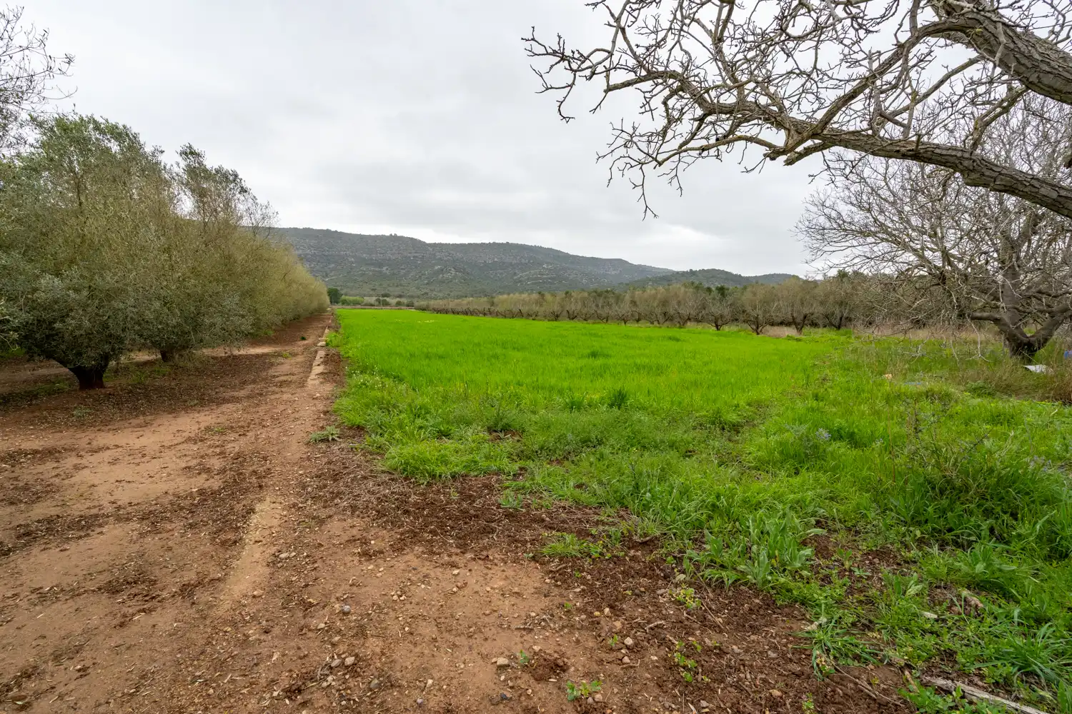 Rural land for sale in Godall, imagen 8