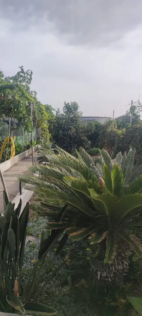 Garden of Houses for sale in Granadilla de Abona