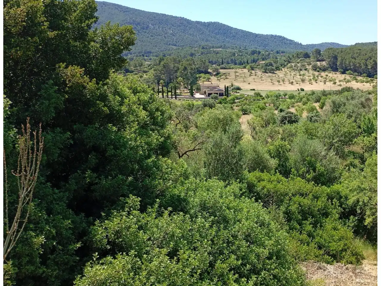 Terreno residencial en venta en Calvià pueblo, imagen 2
