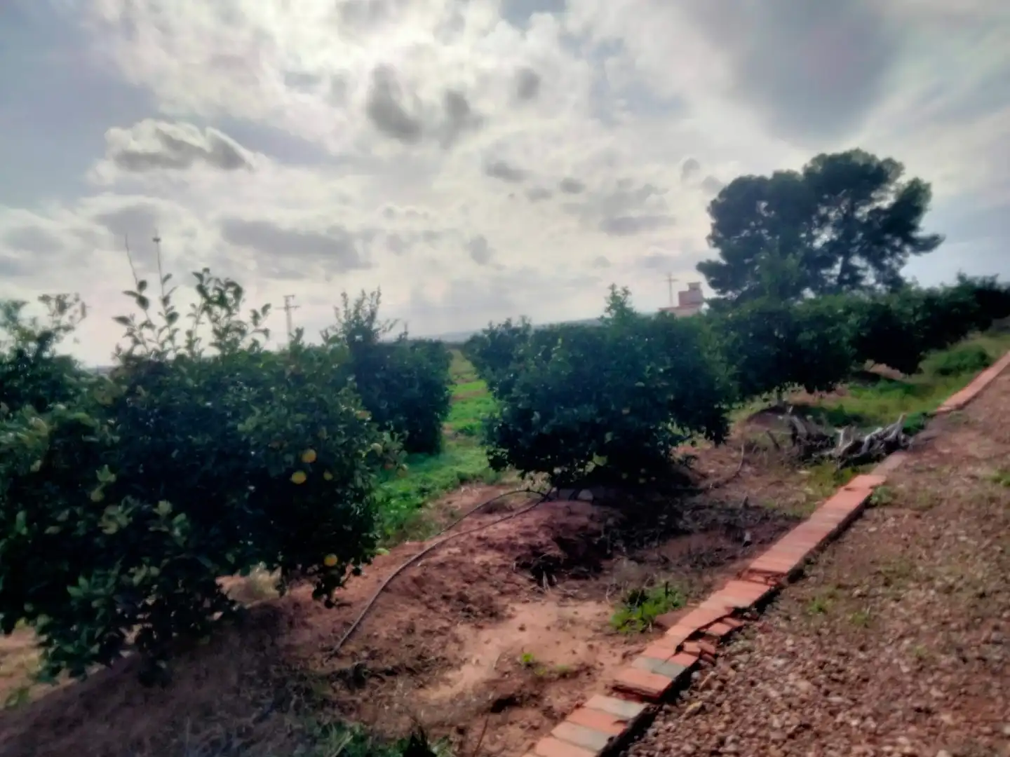 Terreno rustico in vendita a Los Pinares - La Masia, imagen 5