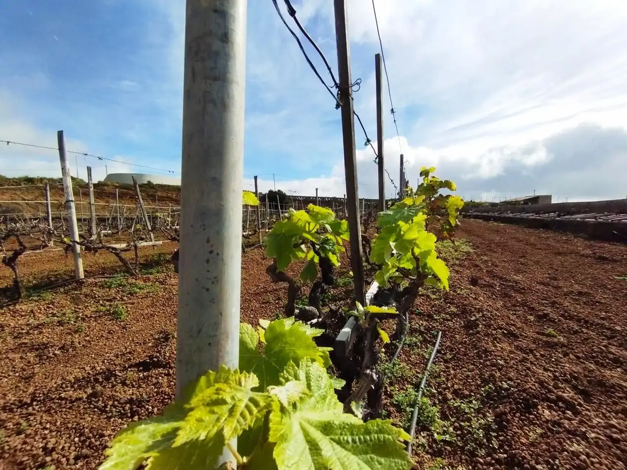 Terreno rustico in vendita a Arico, imagen 5