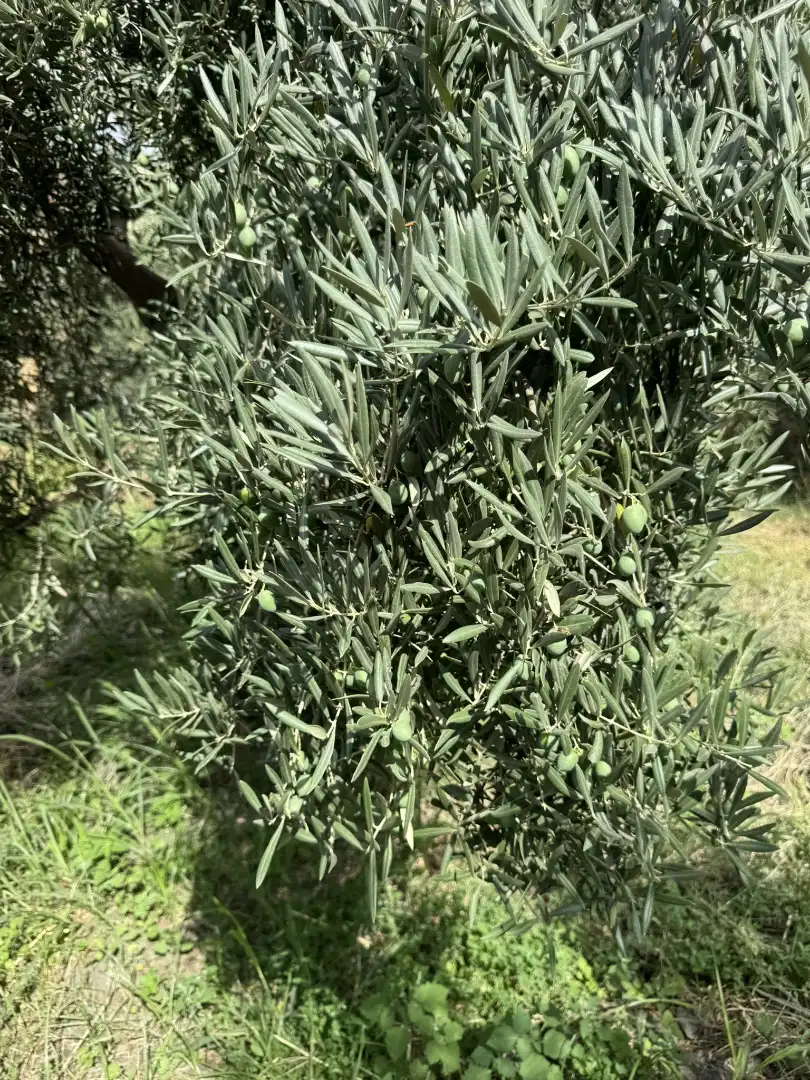 Jardí de Terreny en venda en Ohanes