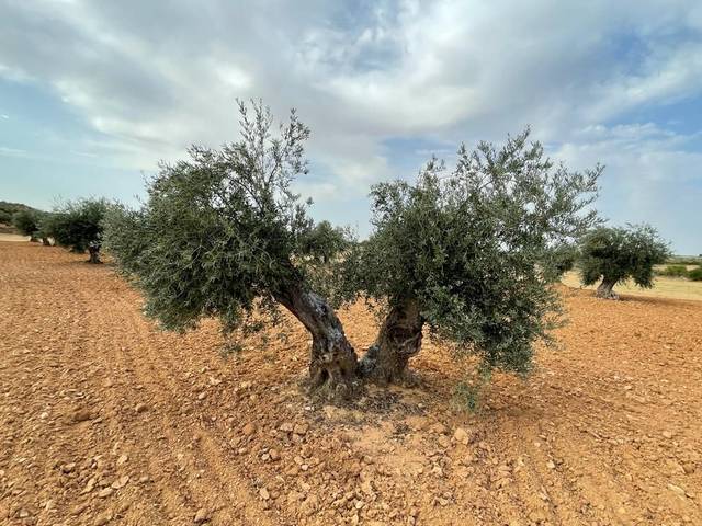 Terreno residencial en Venta en N/A en Villarrubia de Santiago