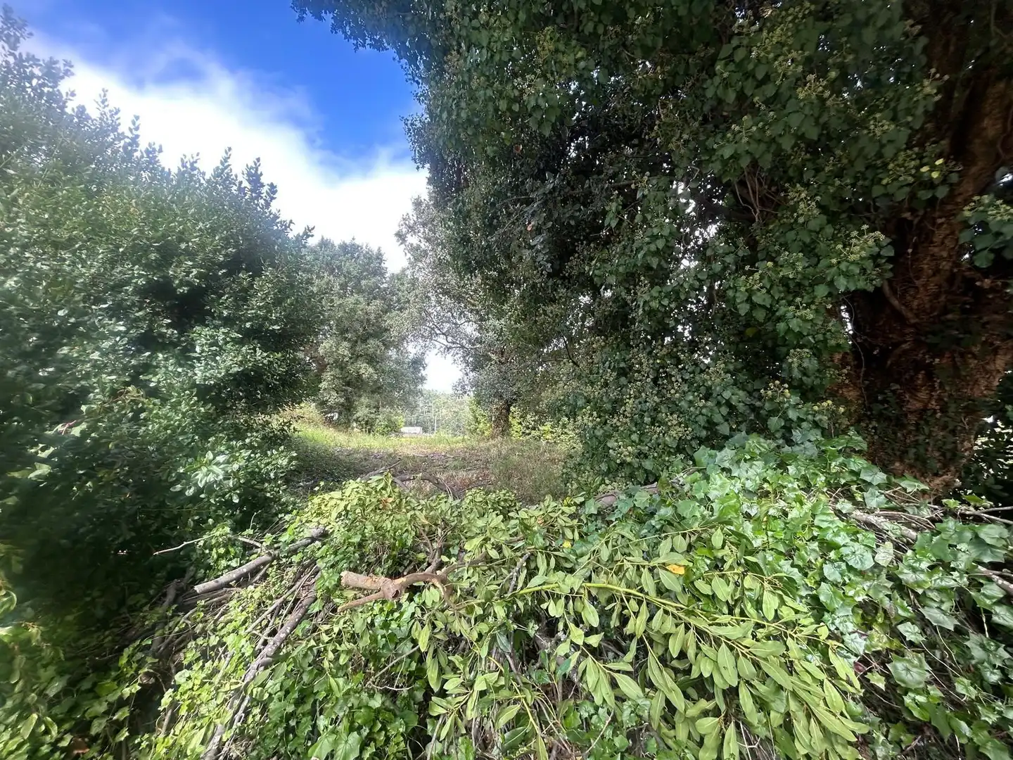 Wohnbaugrundstück zum Verkauf in Palmeira, imagen 4