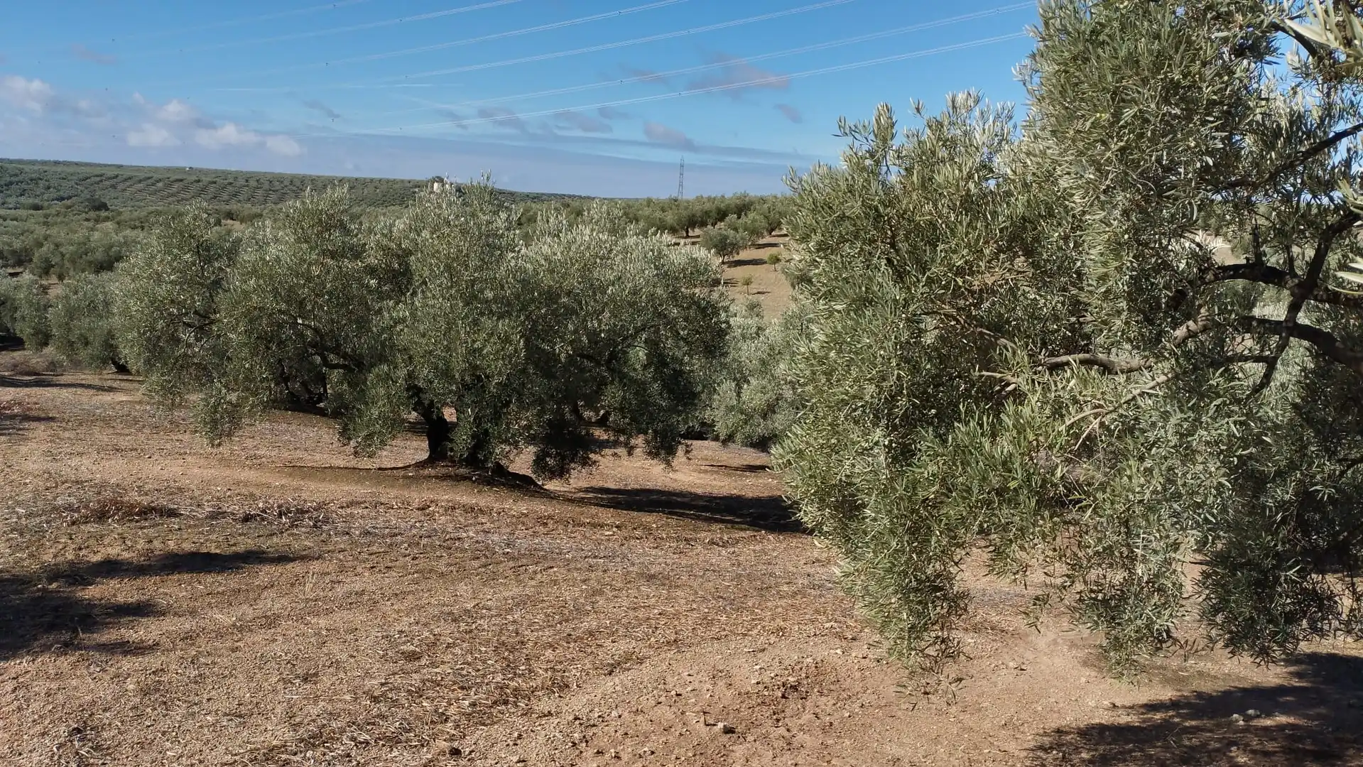 Terreno rustico in vendita a Carretera Monturque, imagen 7