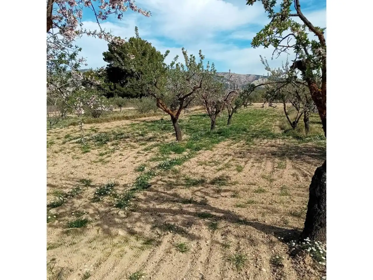 Terreno rústico en venta en Poligono ELS PLANS, imagen 9
