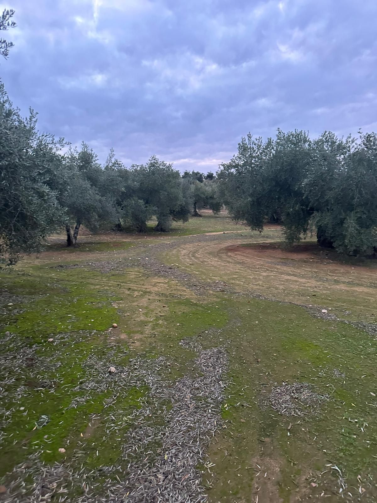 Terreno en venta en Andújar