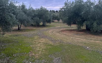 Land for sale in Andújar