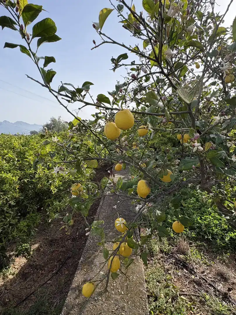 Jardí de Finca rústica en venda en Orba amb Jardí privat, Traster i Moblat