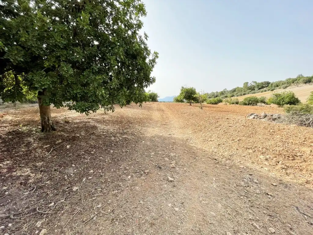 Rural land for sale in Sineu, imagen 2