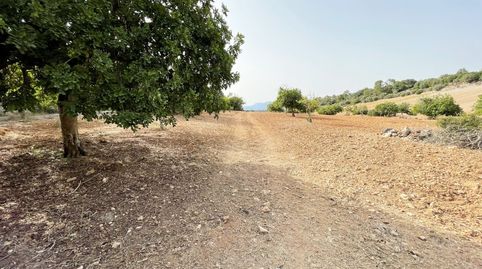 Terreno en Mallorca para casa de campo, Sineu, immagine 2