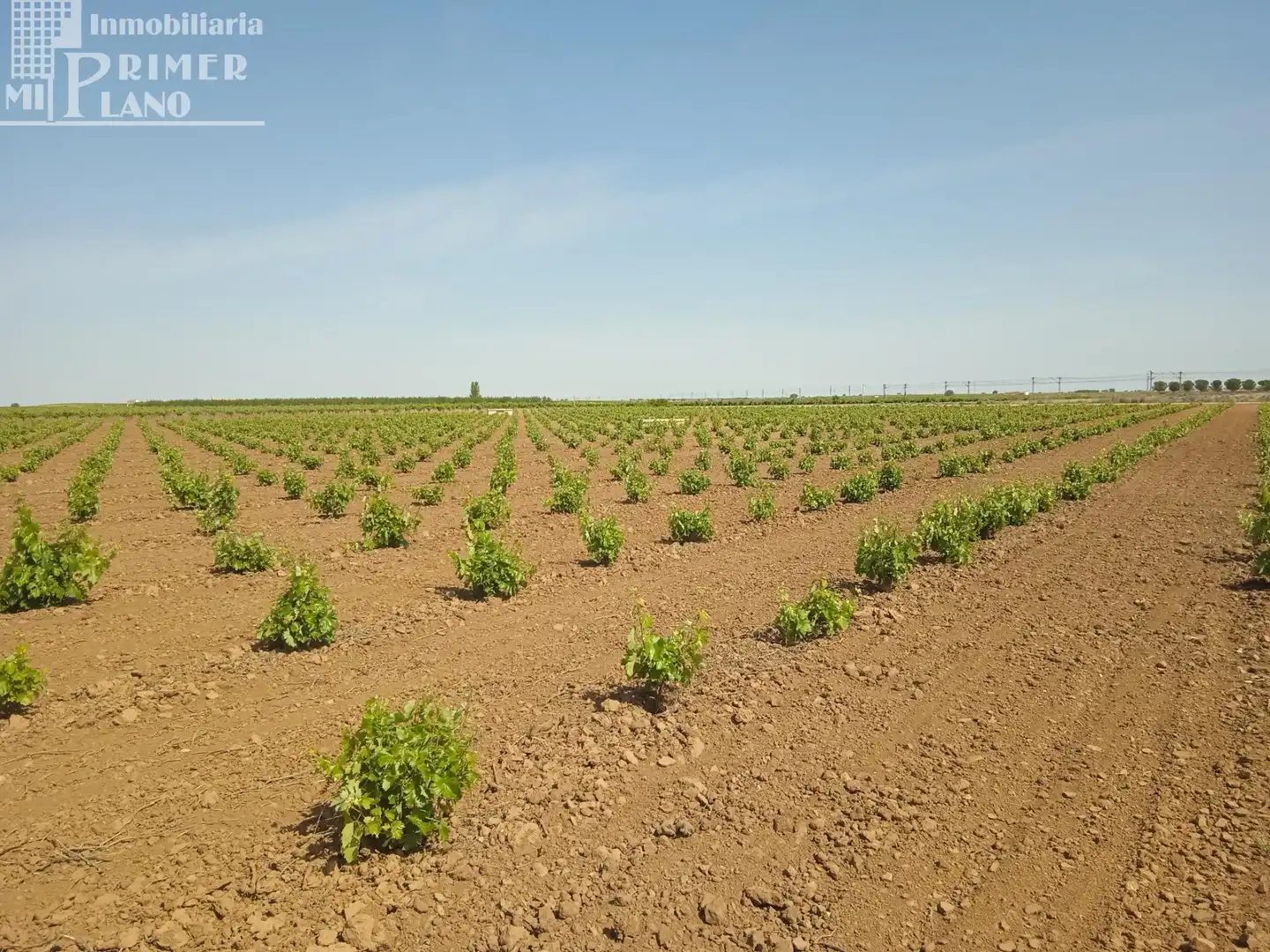 Terrenos y solares en venta en Socuéllamos, imagen 3