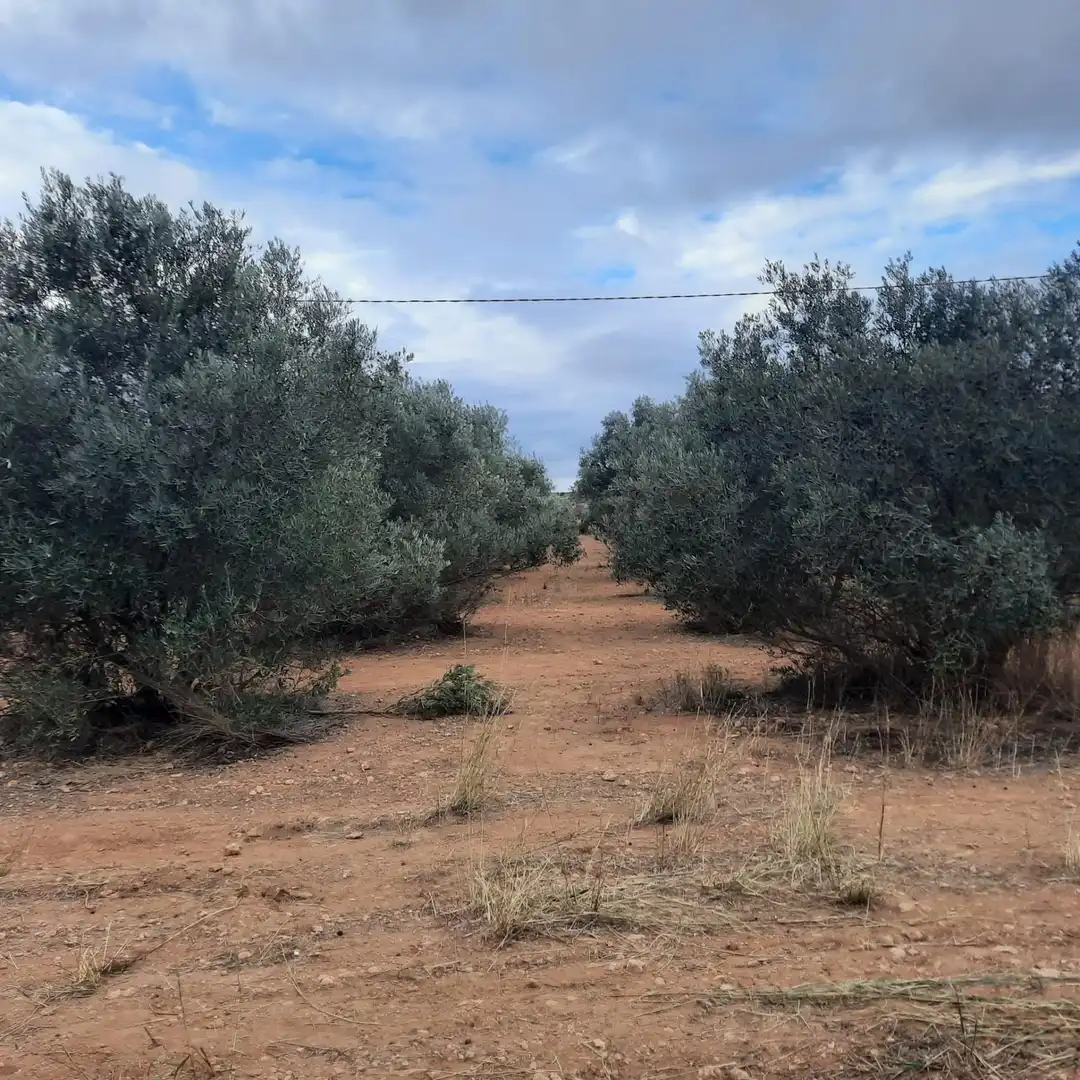 Terreno en venta en Hondón de las Nieves / El Fondó de les Neus
