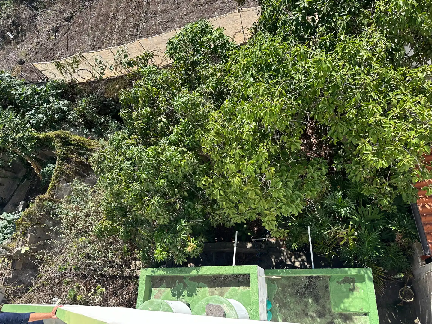Garden of Houses for sale in San Cristóbal de la Laguna  with Private garden, Terrace and Storage room