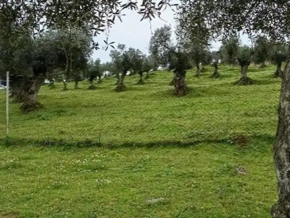 Land for sale in Higuera de Vargas
