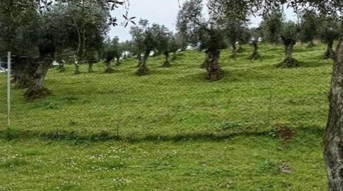 Foto 2 de Terreno en venta en Carretera Alconchel, 4, Higuera de Vargas, Badajoz