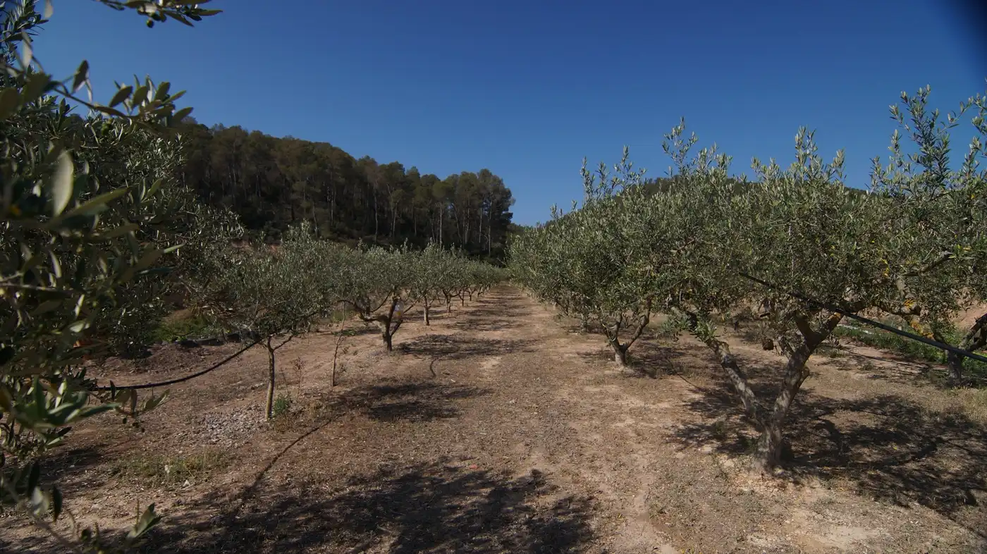 Finca rústica en venda a Miravet