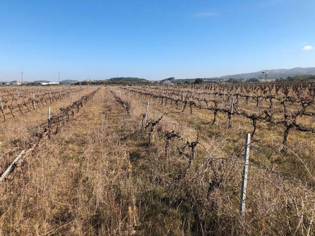 Terreno en Venta en N-340, 56 en L'Arboç