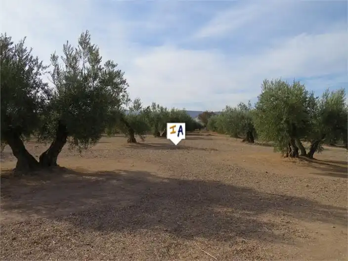 Terreni e lotti in vendita a Alcaudete, imagen 8