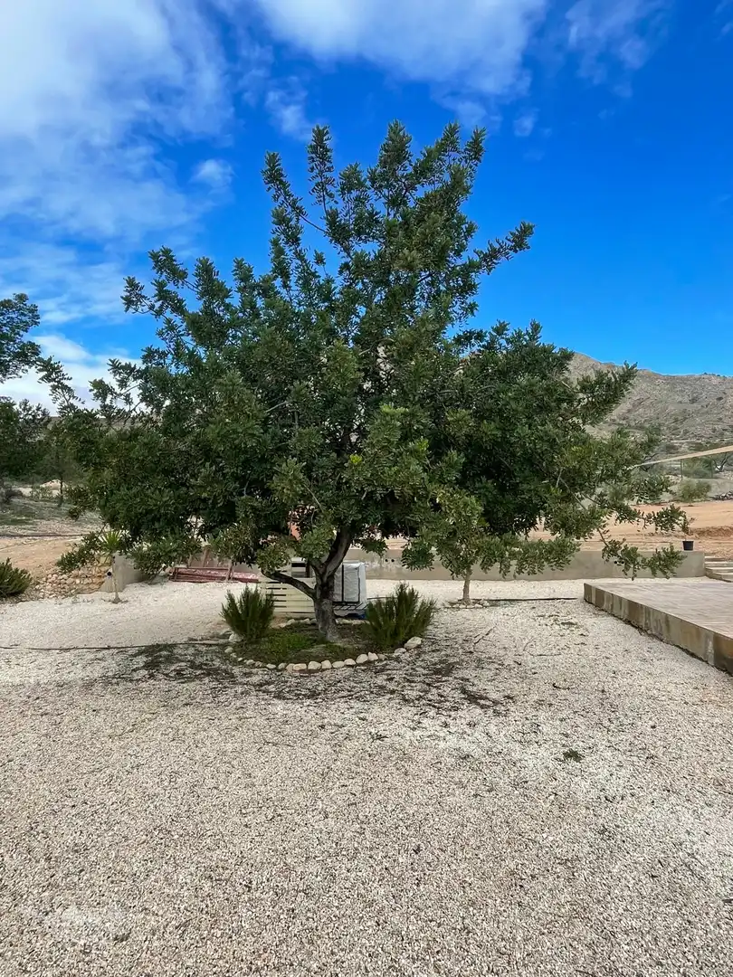 Vista exterior de Casa o xalet en venda en Jumilla amb Terrassa