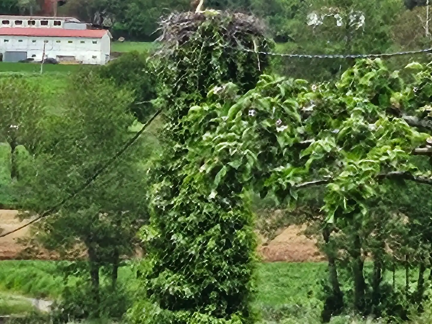 Casa con giardino in vendita a Paso da pena s/n, imagen 14