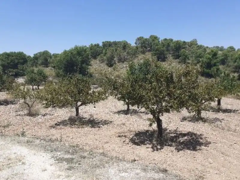 Terrenys i solars en venda a Abanilla