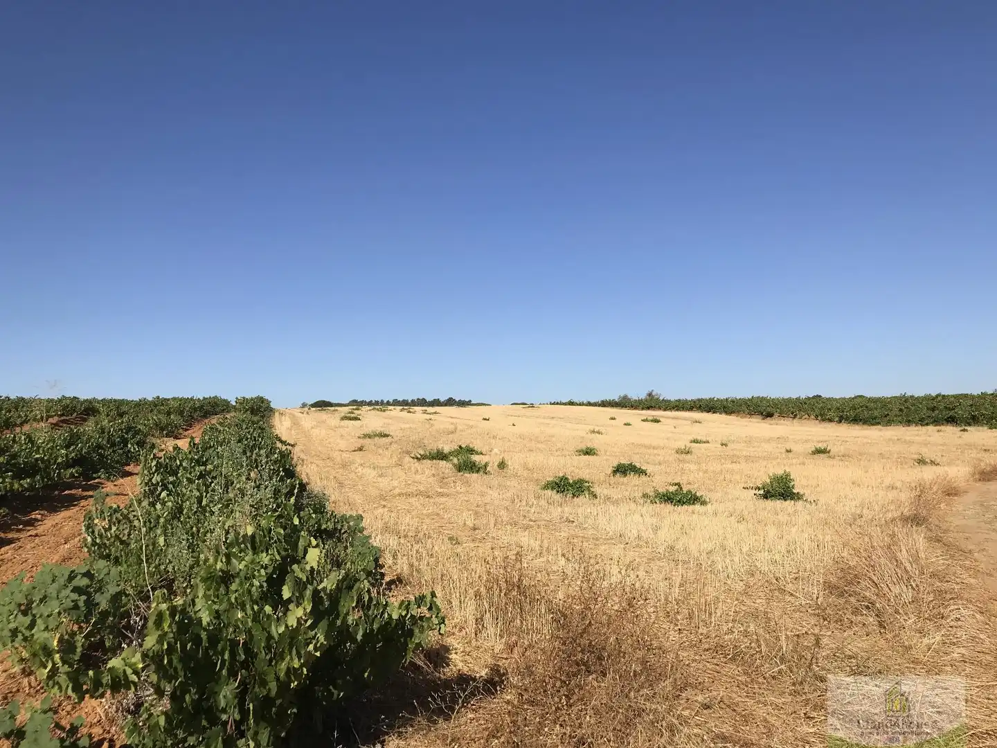 Finca rústica en venta en Chucena